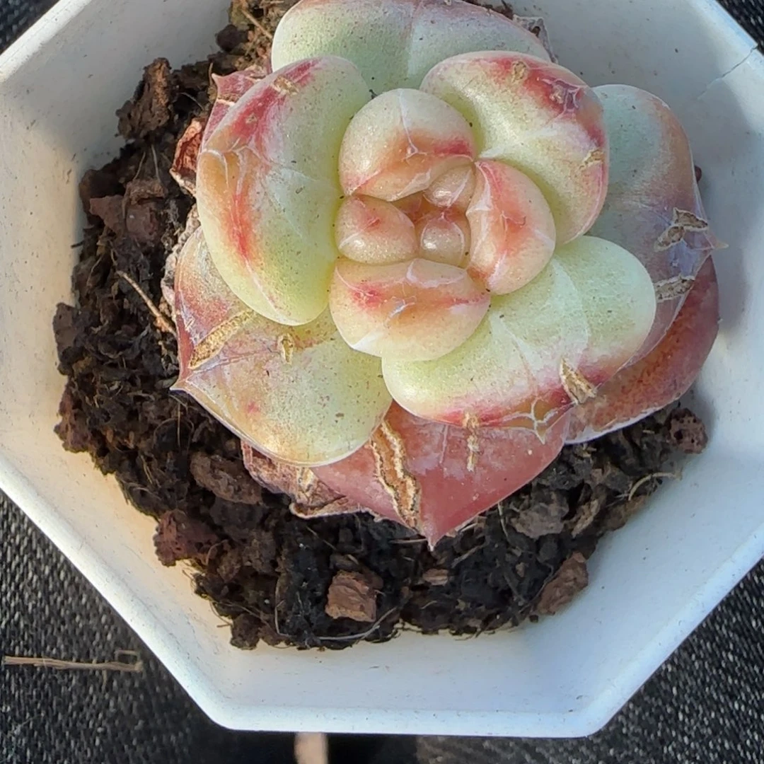 小卡拉米糖心一物一拍