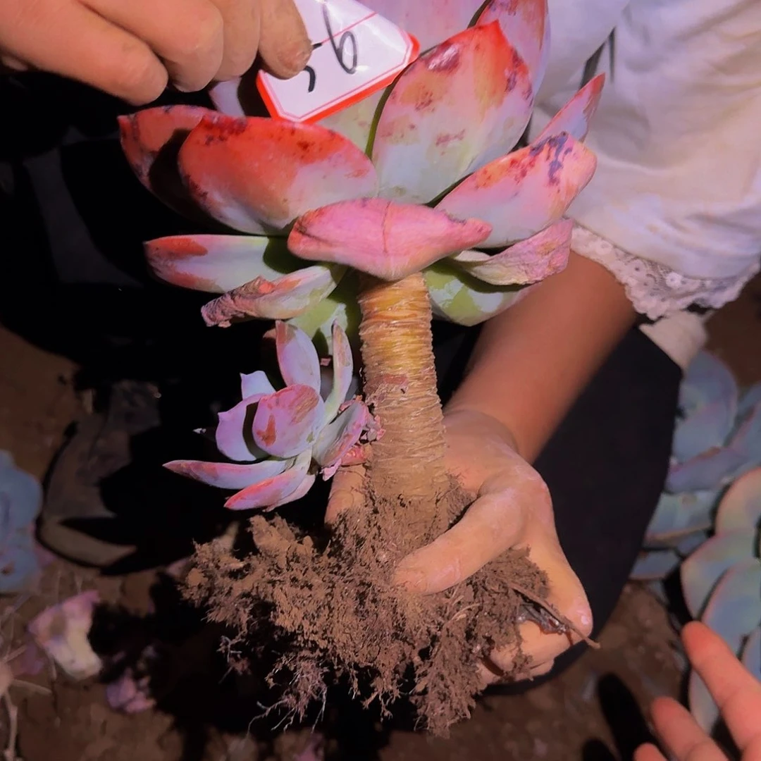 芠*血凤 一颗 不包损56号