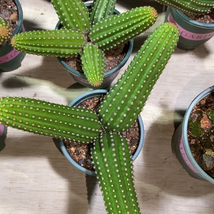 暮***@仙人球金四群一物一拍