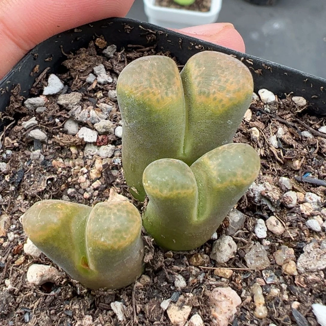 9.15好看的多肉脱土发货087高腿