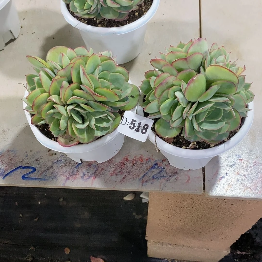欧**苗518牡丹亭多肉植物2颗