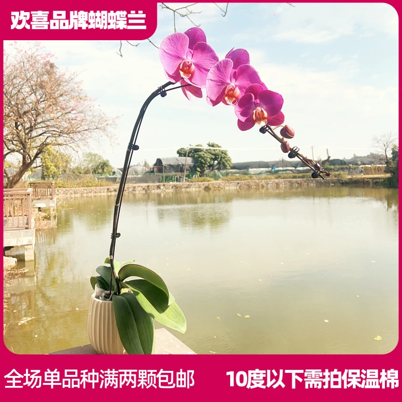 【粉宝图】精品蝴蝶兰3.5寸超大杯室内绿植