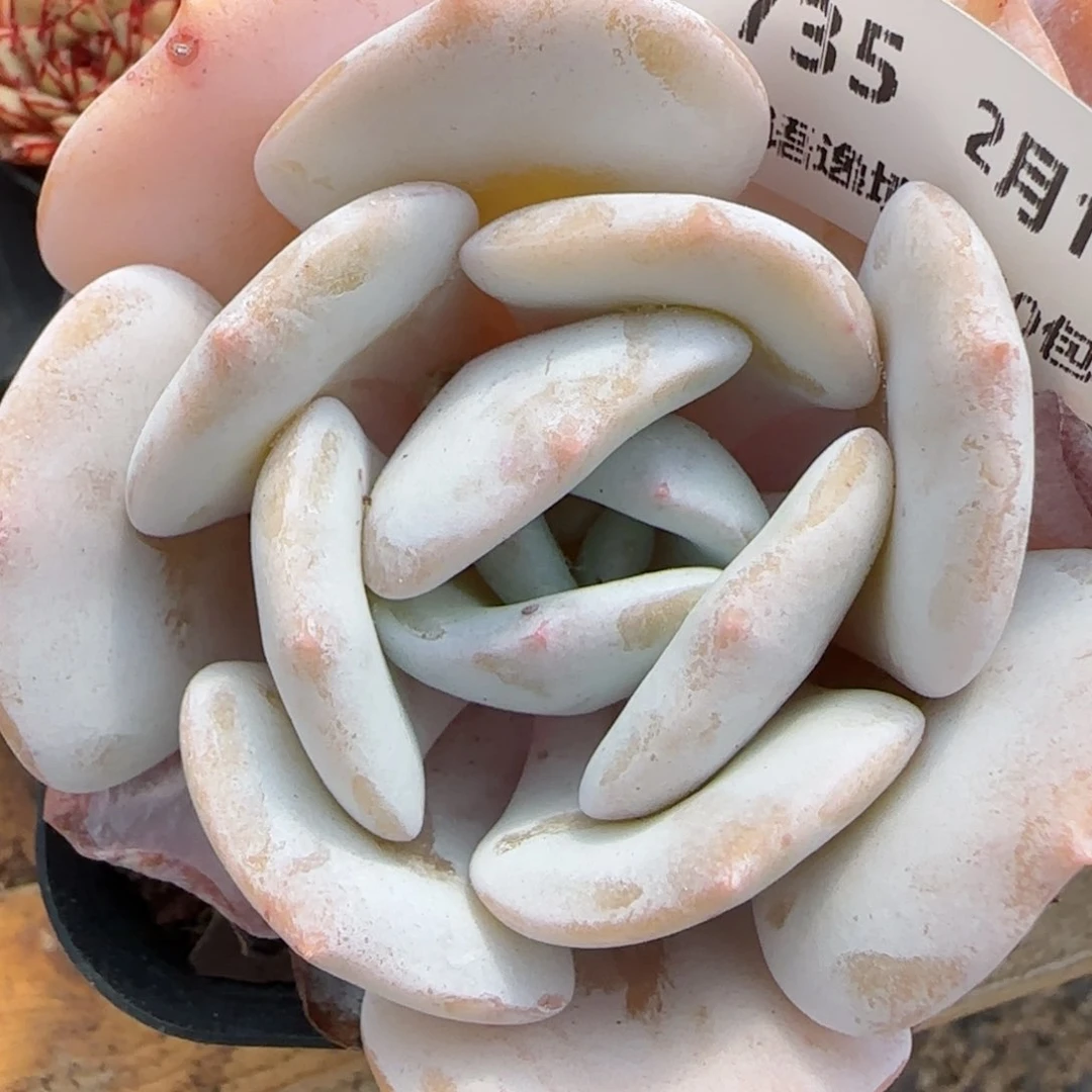 花语逸境0219-735