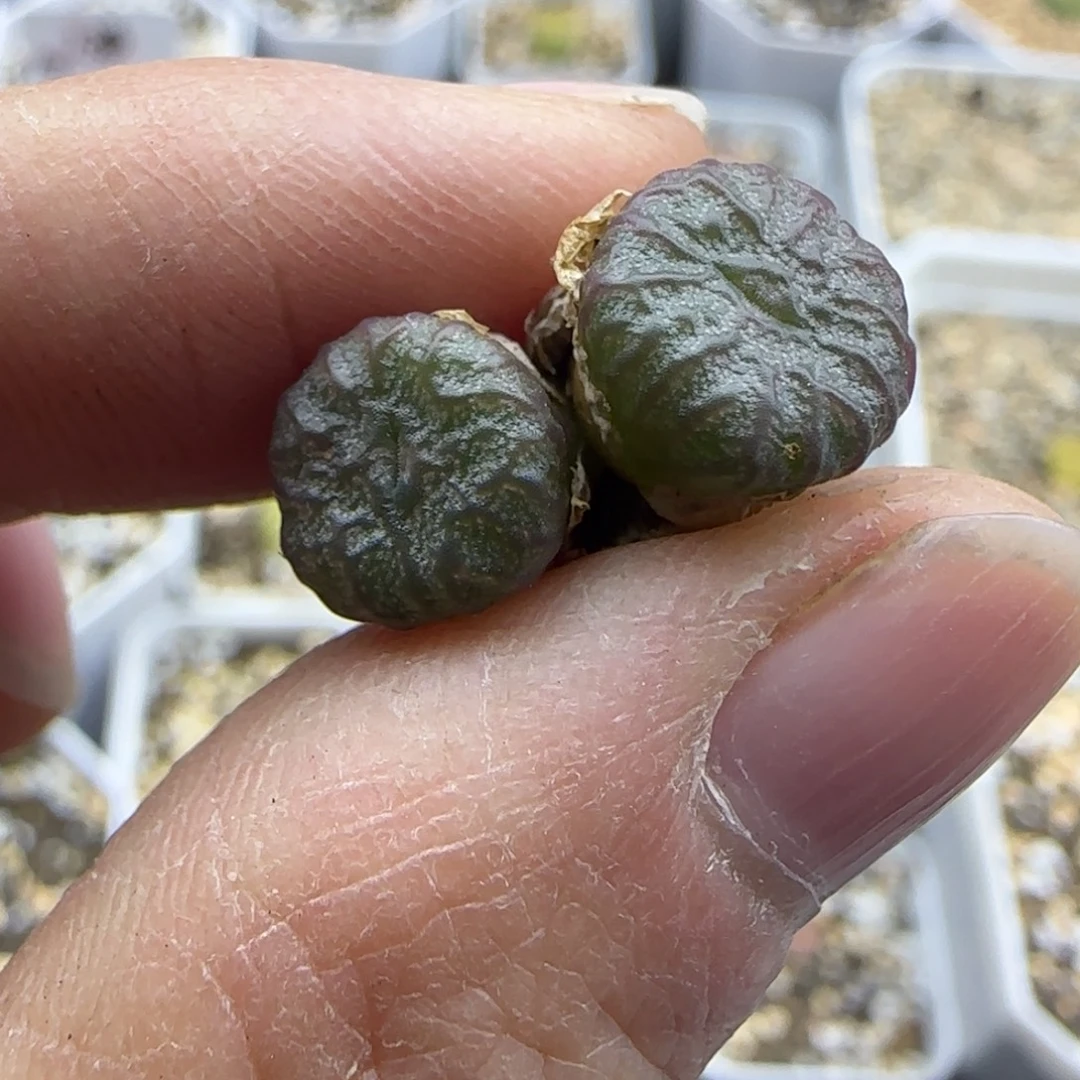 84 肉锥清框福利30包邮