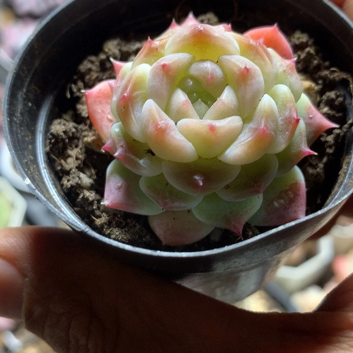 冰魄多肉一物一拍