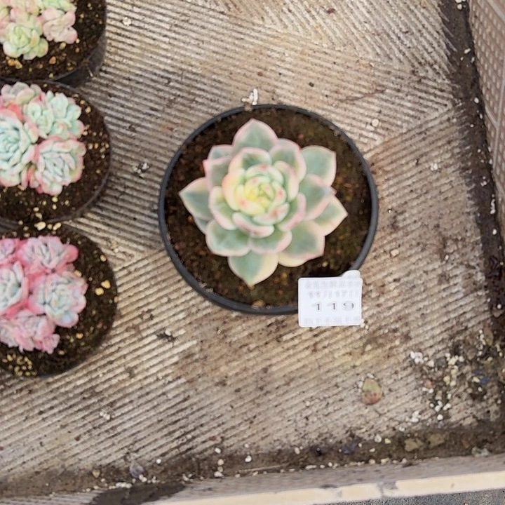 S***h1117-119伊丽莎白锦