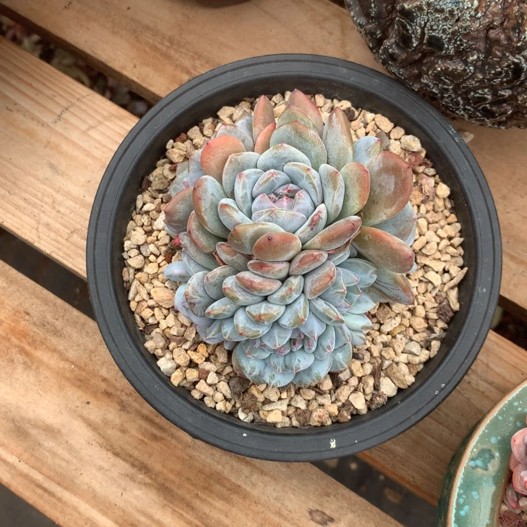 无花朵哈哈哈哈哈哈哈哈哈90