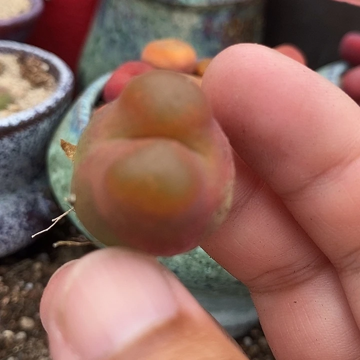 25504龙猫一颗
