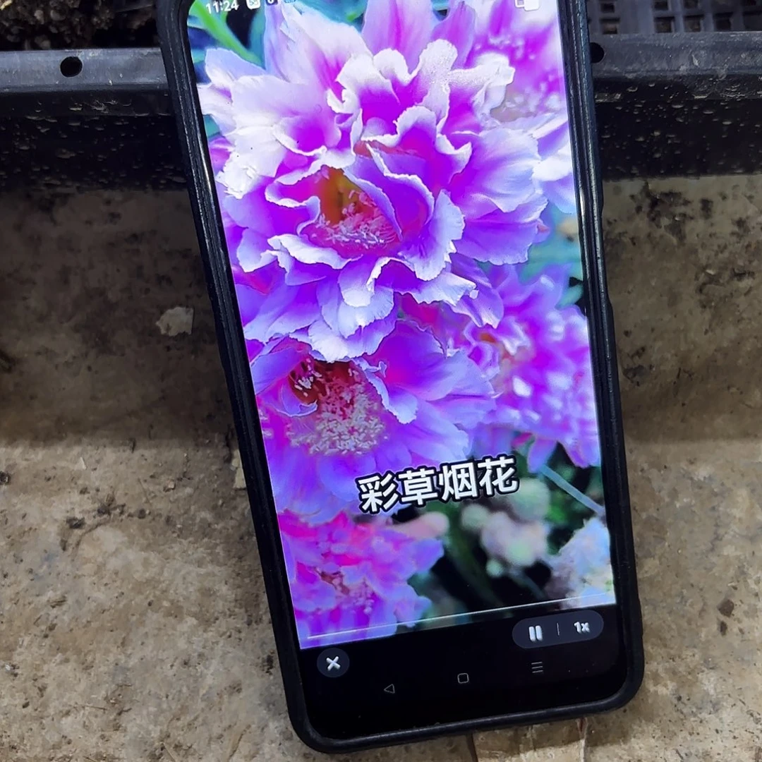带根烟花侧牙20包邮