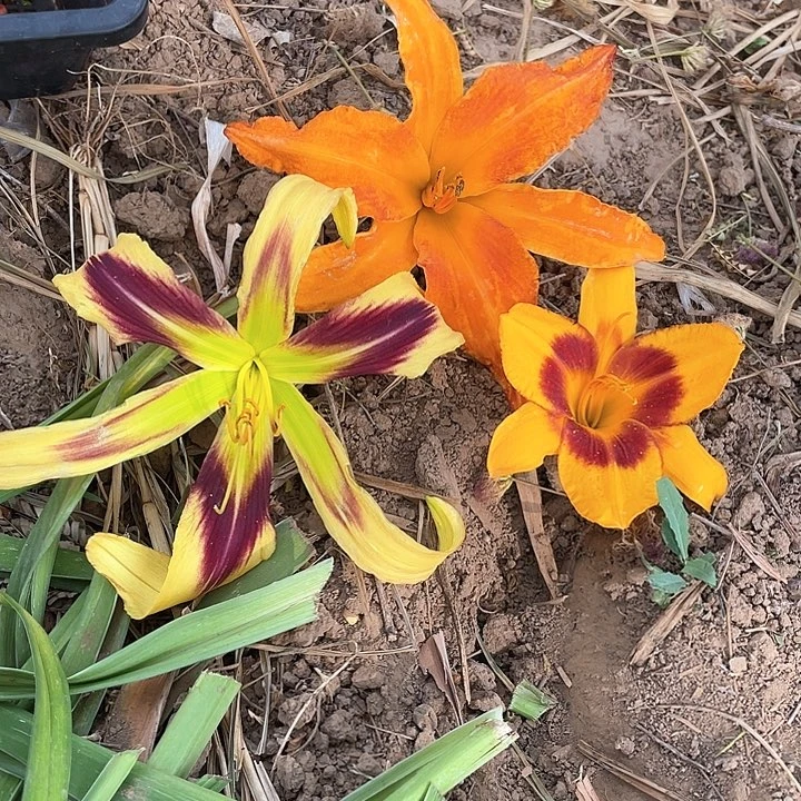 当前无花栽培后可以开花