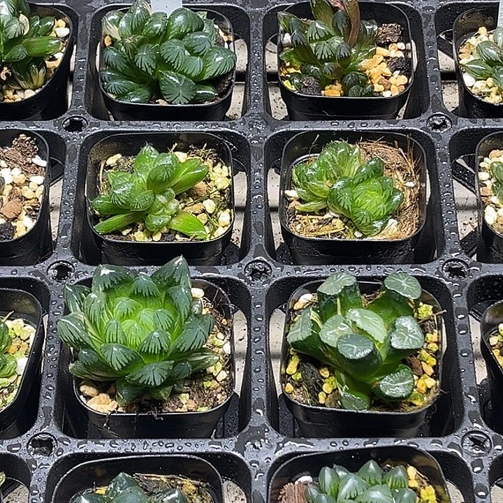 65脱土发货13.9福利