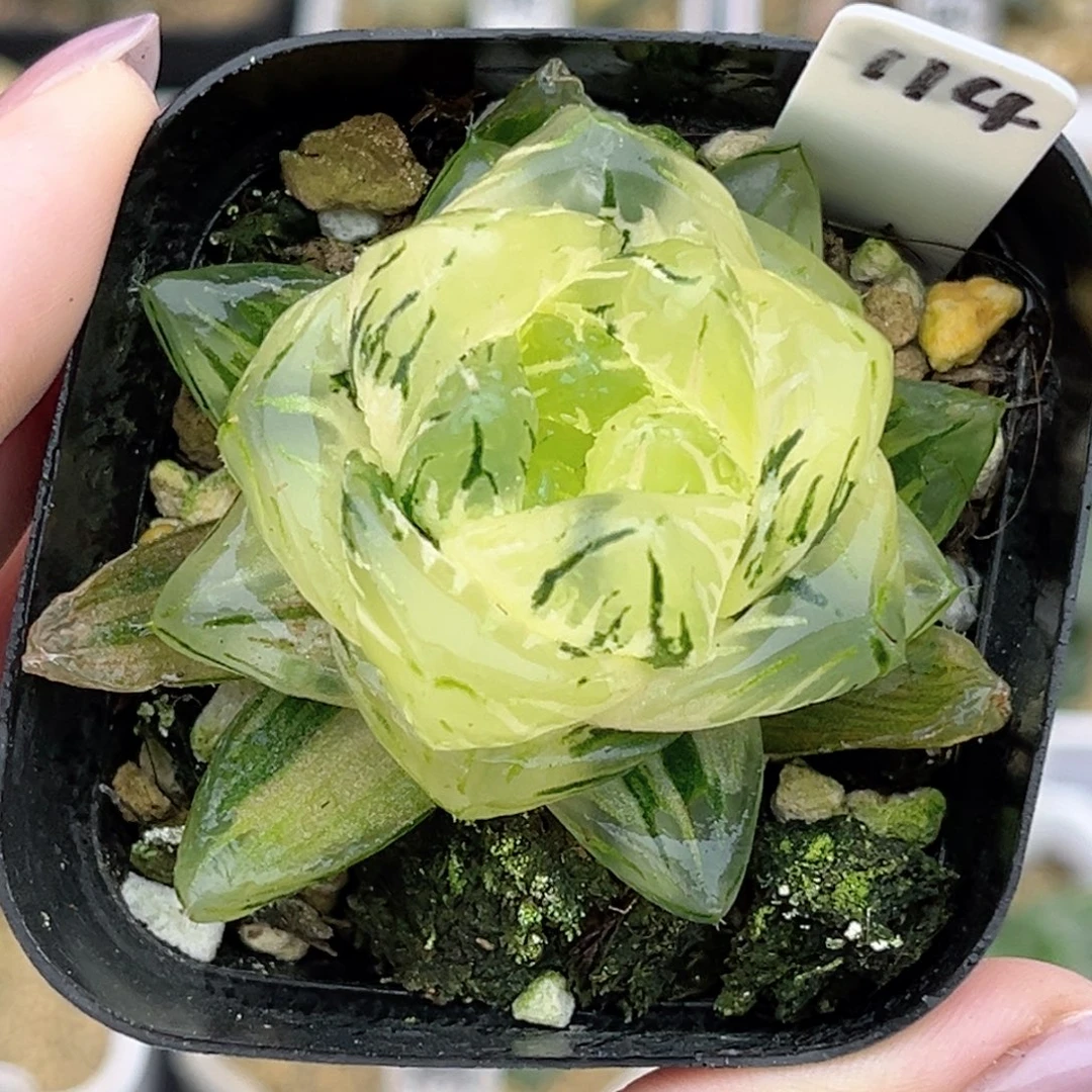 114巨大化龙鳞玉露锦福利专场