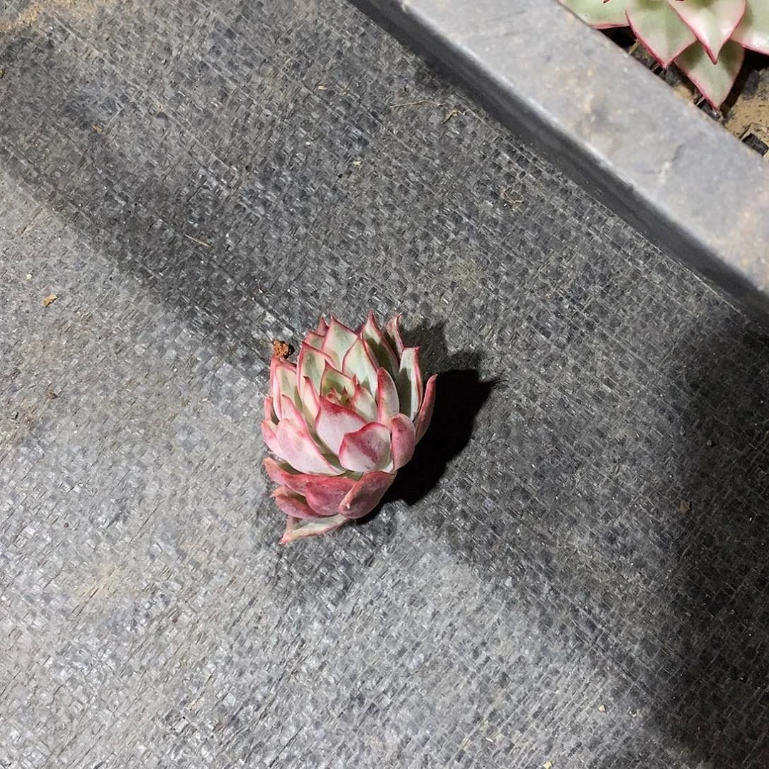 A***）宝莲灯锦多肉植物