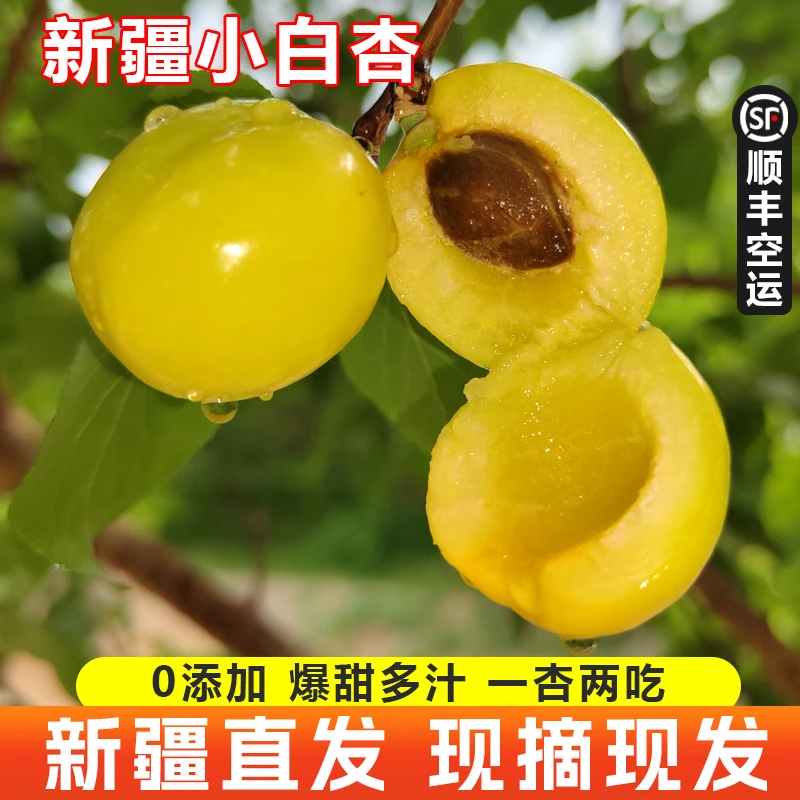 新疆特产库车轮台小白杏水果新鲜采摘香甜多汁产地直发【顺丰空运】
