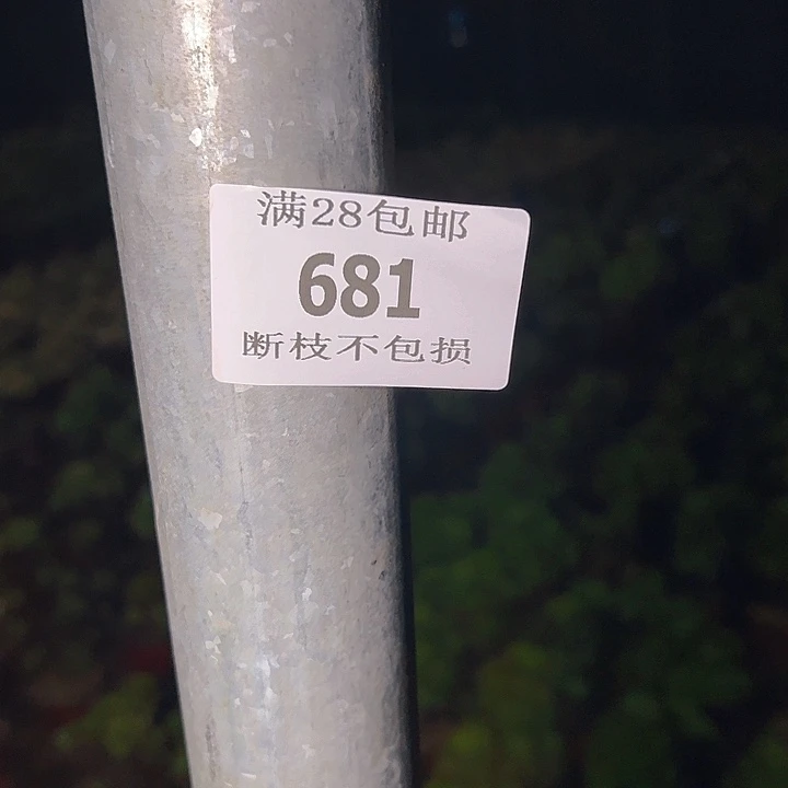 不***耀681荔枝孔雀翎砍头各十个