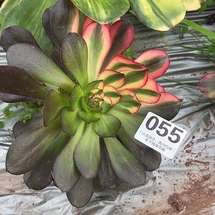 055多肉植物花蝴蝶