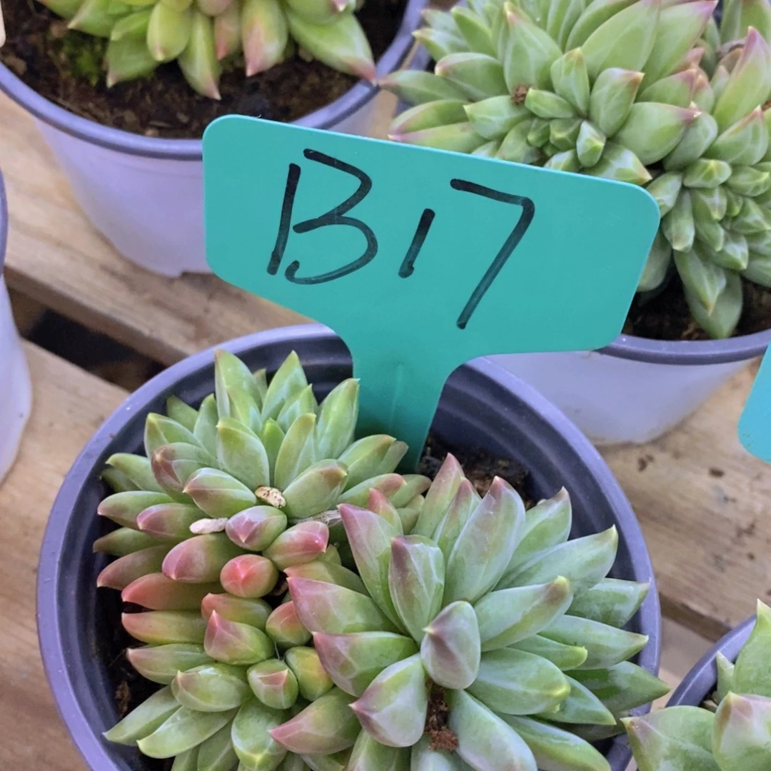 双十一晚间场，11.10