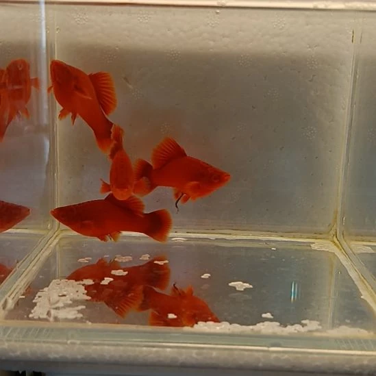 红剑鱼高鳍红剑观赏鱼