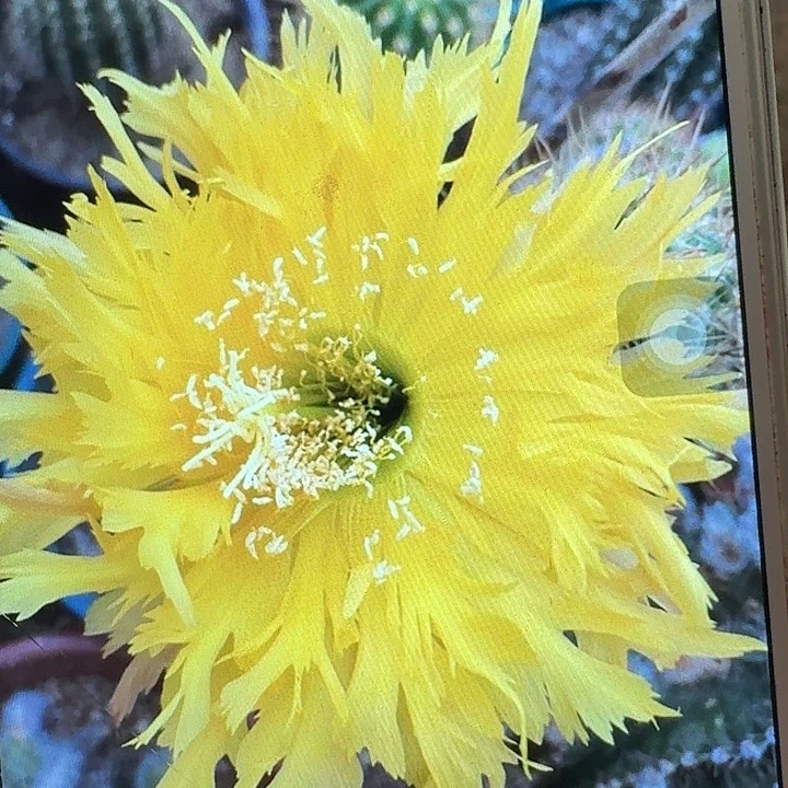 黄锯齿侧芽5公分左右毛花柱（20包邮）