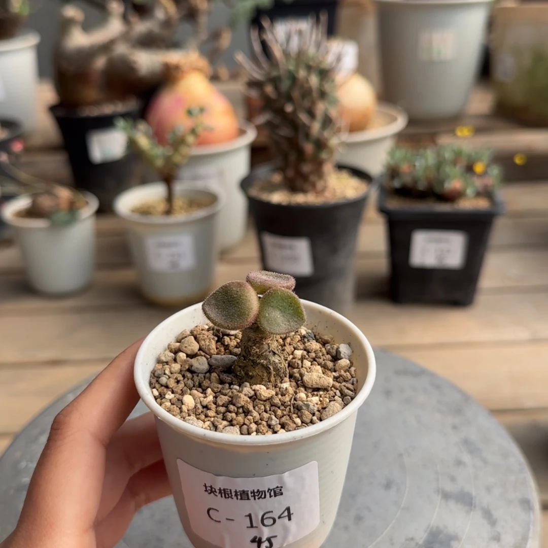 164薛辉圣塔满50包邮不带盆