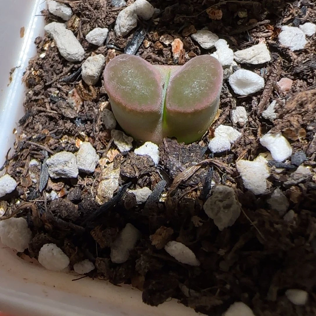 肉锥多肉植物百科-磁铁1226