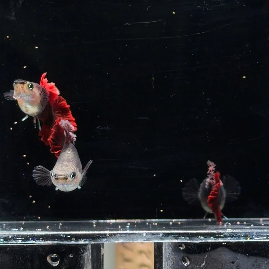 孔雀鱼褶扇压成一对