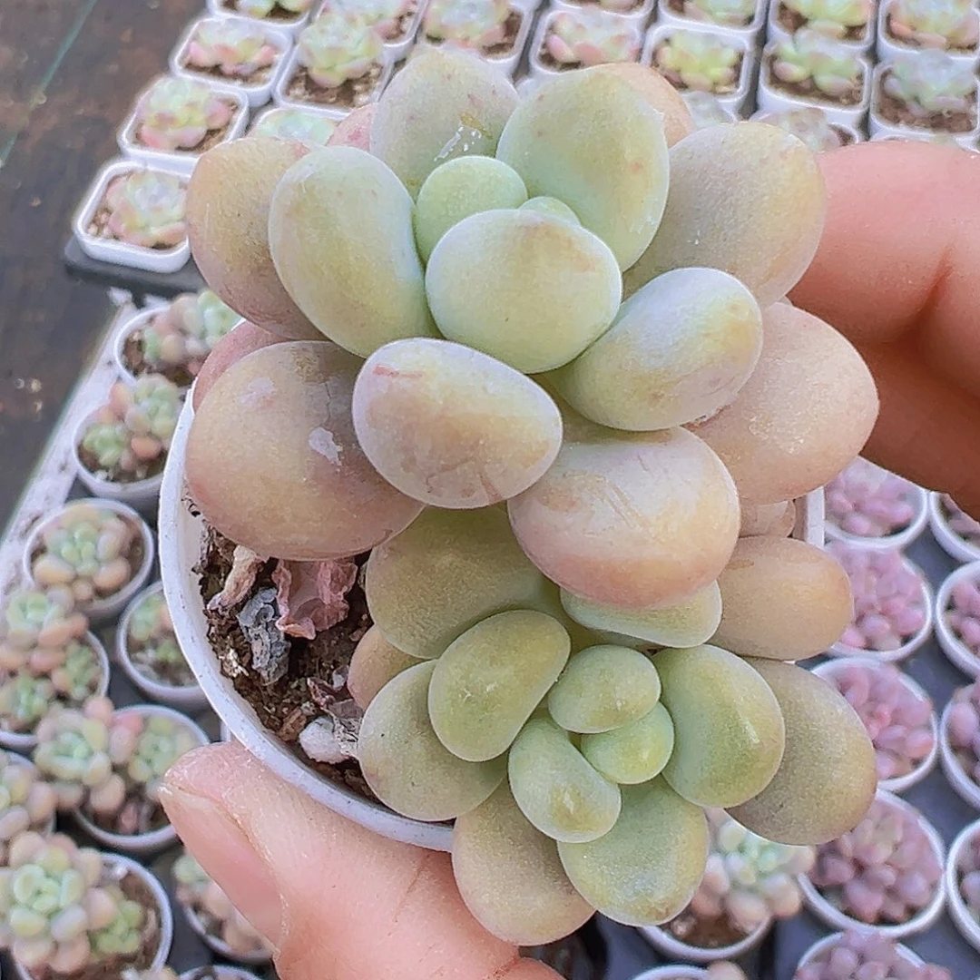 洛神2盆19包邮多肉