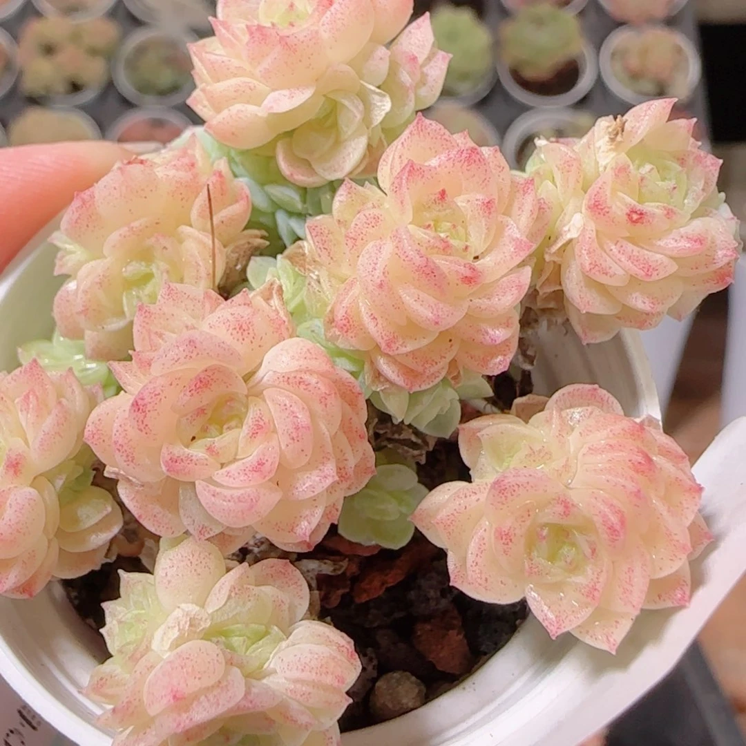 花语多肉1130-313散