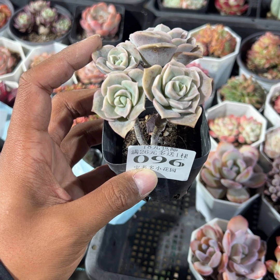 蓁***饼096号四头可爱玫瑰一物一拍