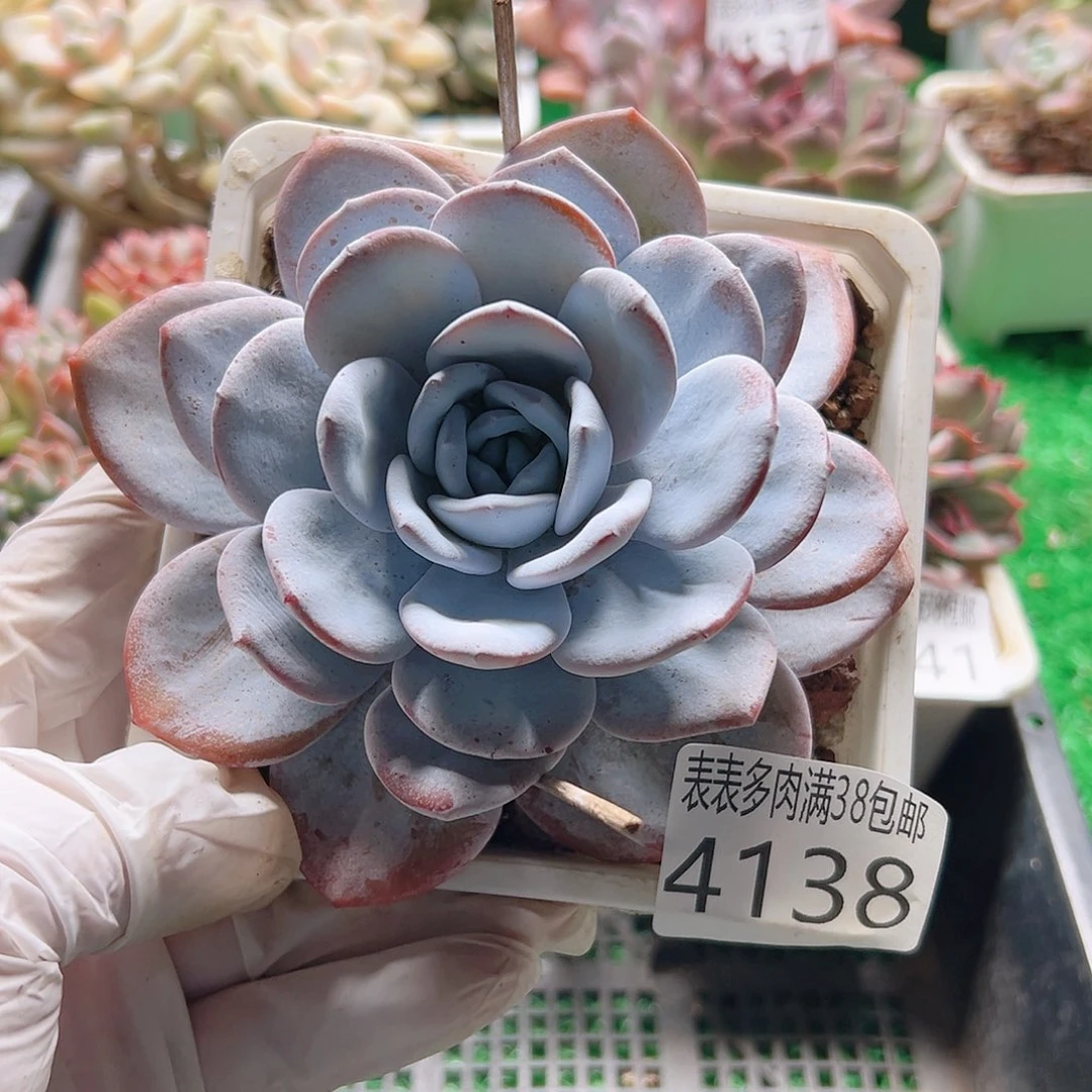 无花朵多肉一物一拍植物4138