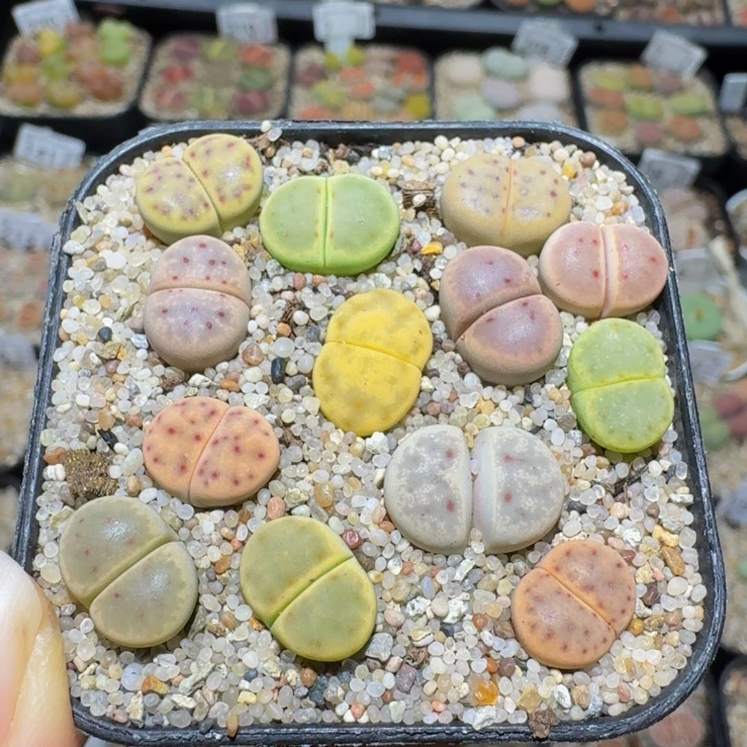 a***aSsss精品生石花265