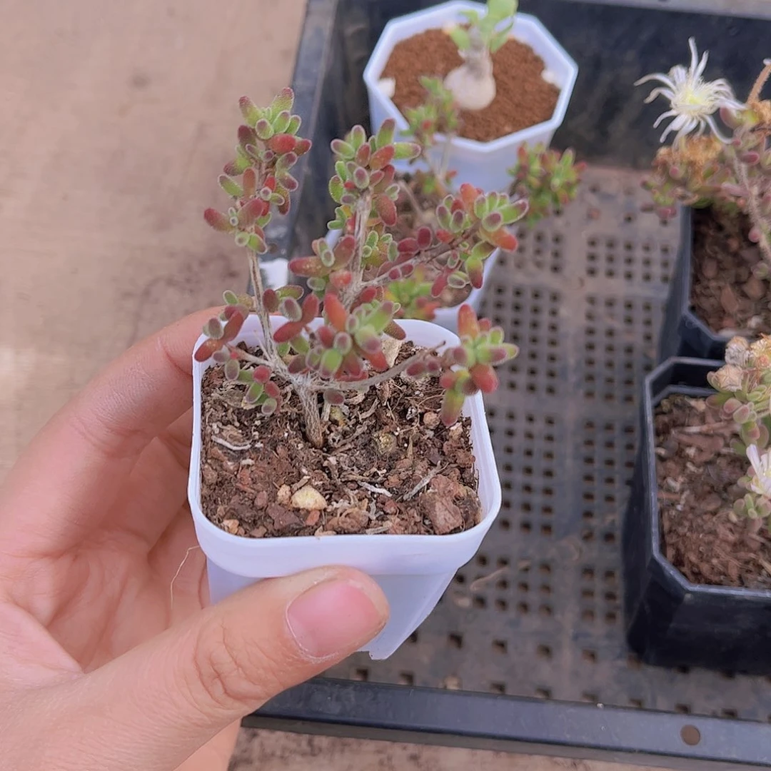 福*多肉红糖球多肉植物