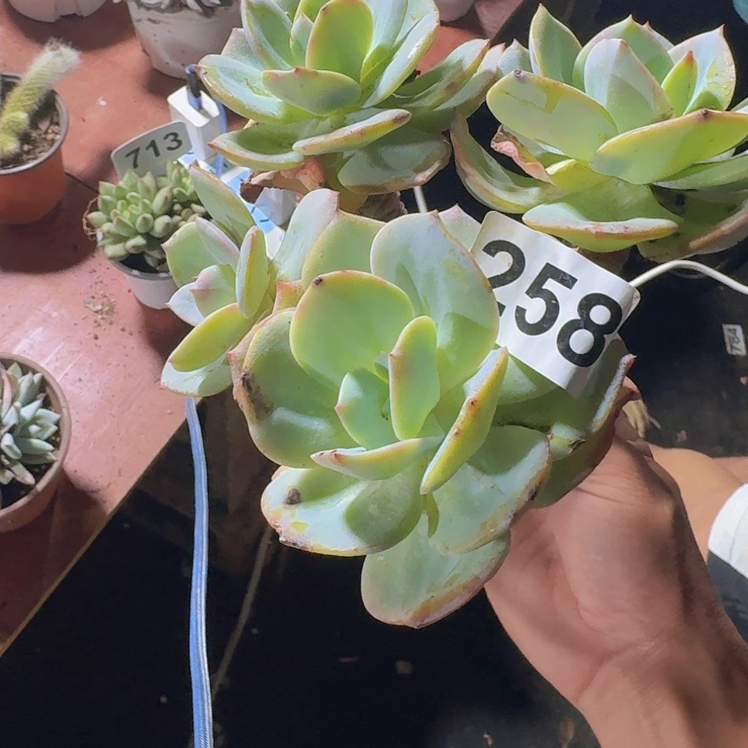 ❥***）白凤一个一物一拍
