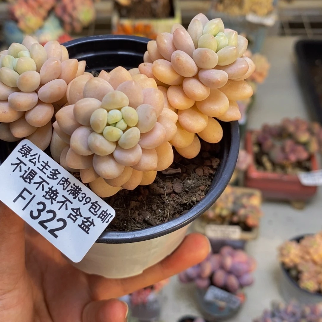 322洛可可多肉7c m