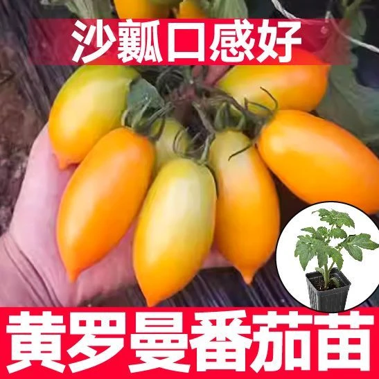 【90%好评率】沙瓤黄罗曼番茄秧苗带土球超甜黄罗曼红千禧黑珍珠