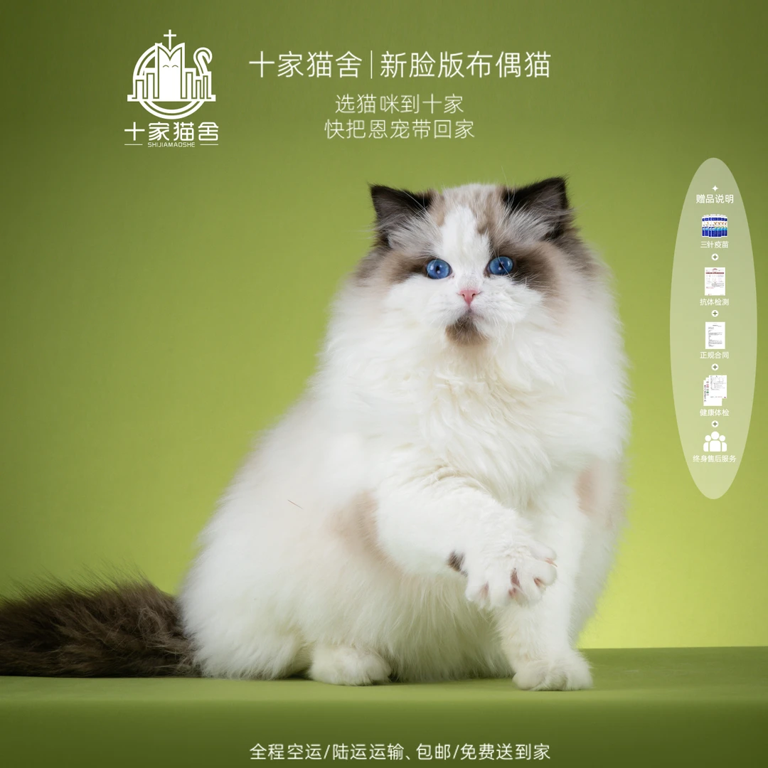 【十家猫舍】刺客-弟弟 I新脸版布偶猫I猫咪活体