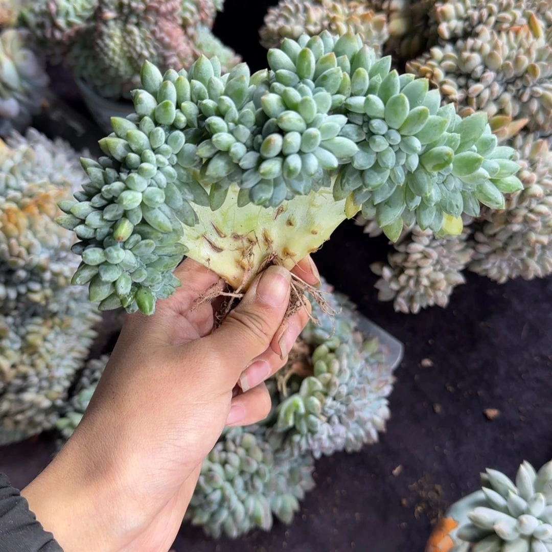 奶糖缀化一物一拍