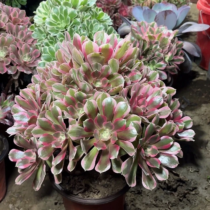 多肉植物粉女郎63