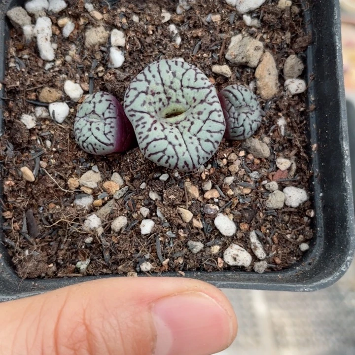 391墨小锥带盆llll