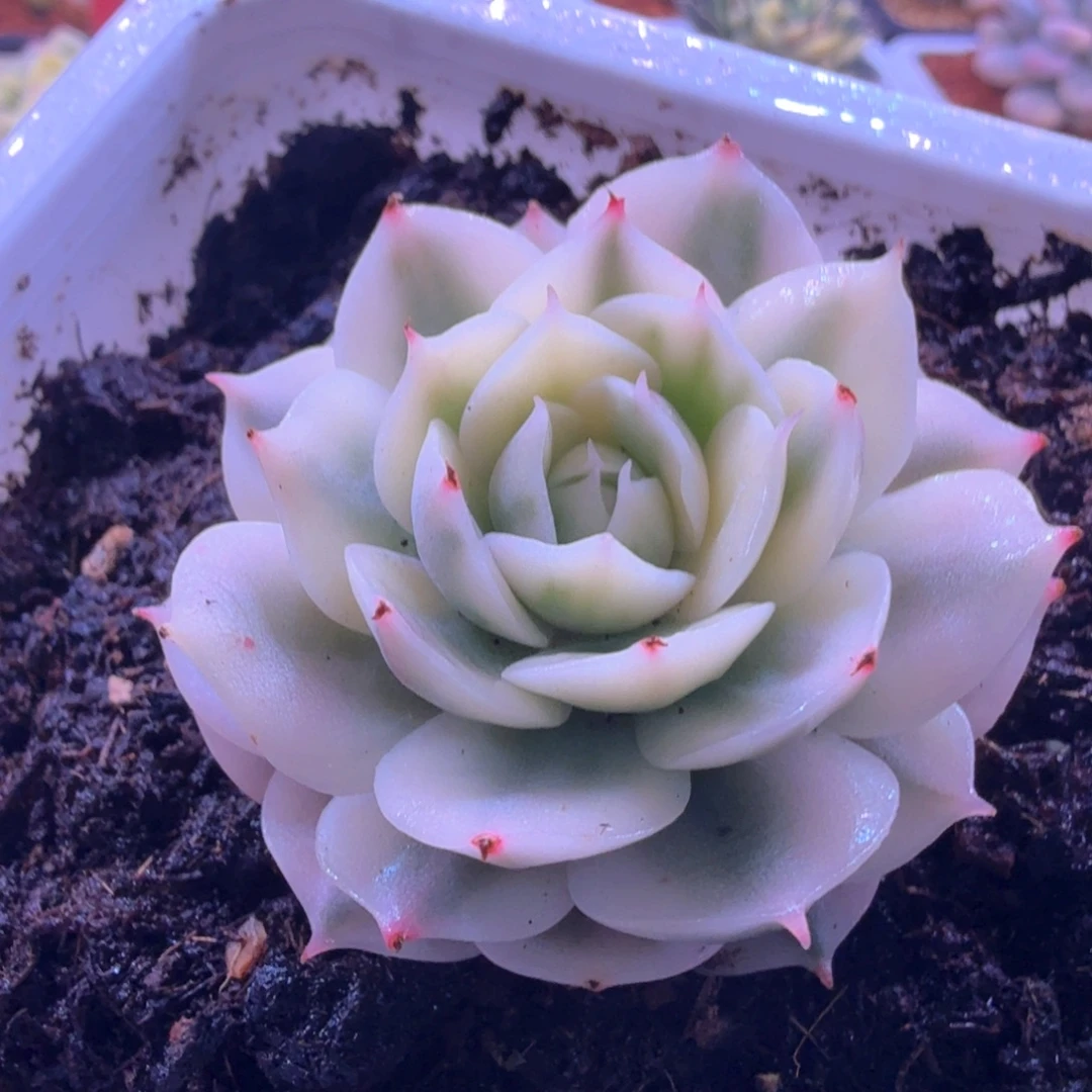 巴黎白锦 多肉植物