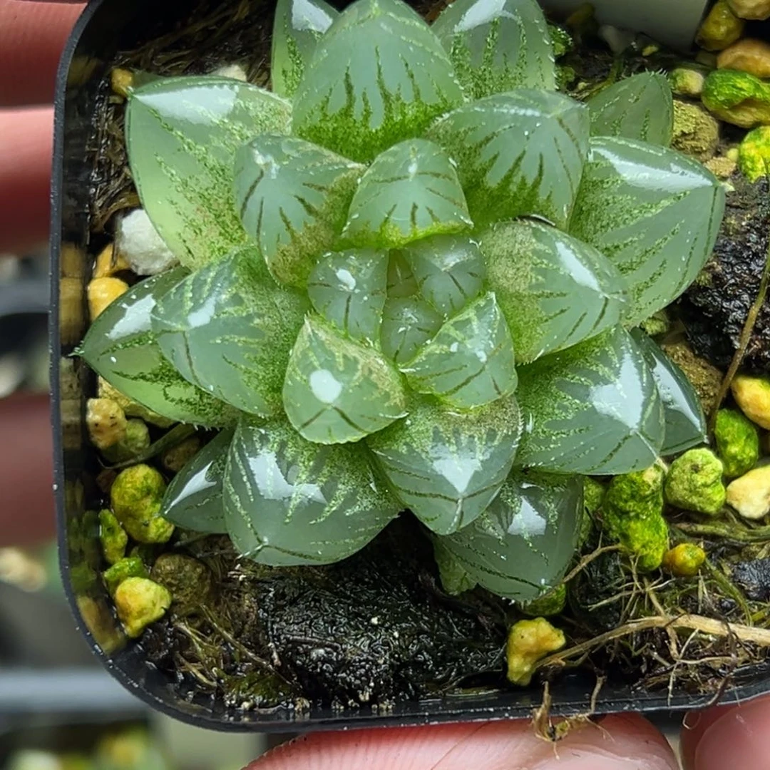 45雨斑龙爪玉露锦