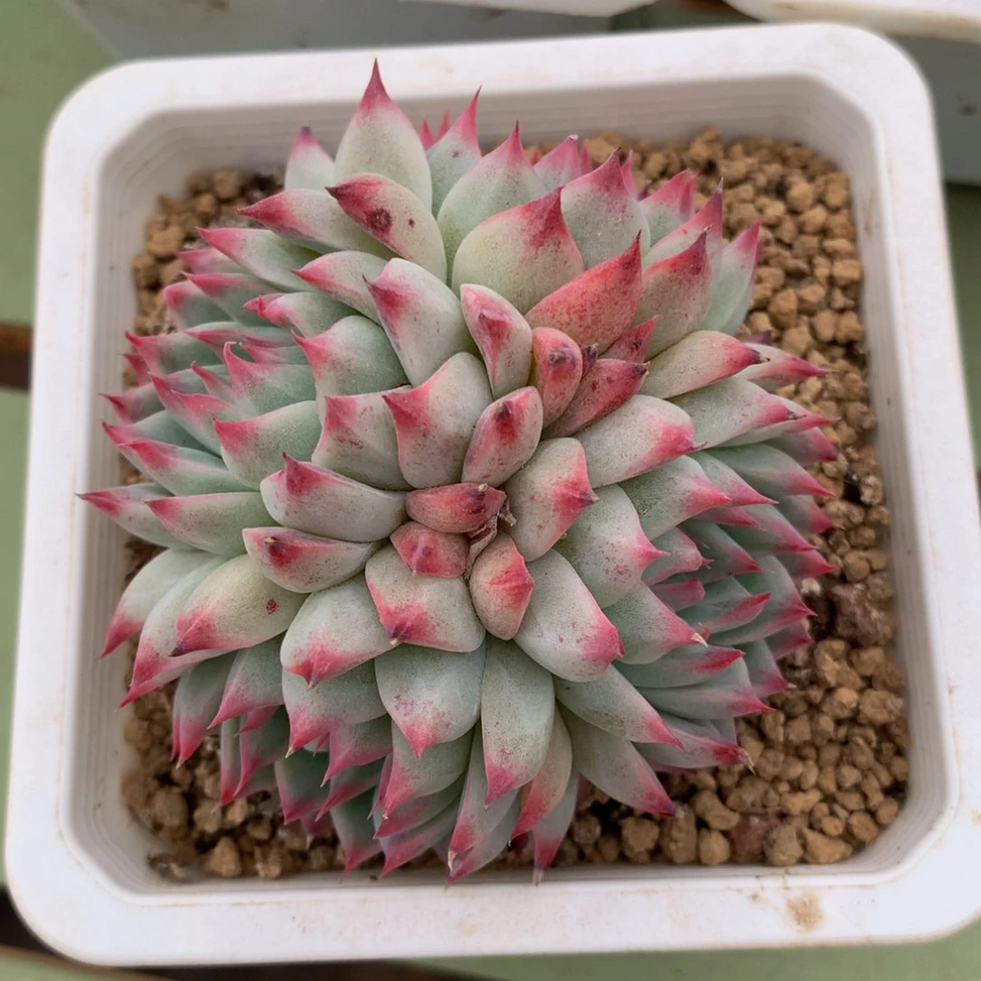 桃妖仙子精控四头群