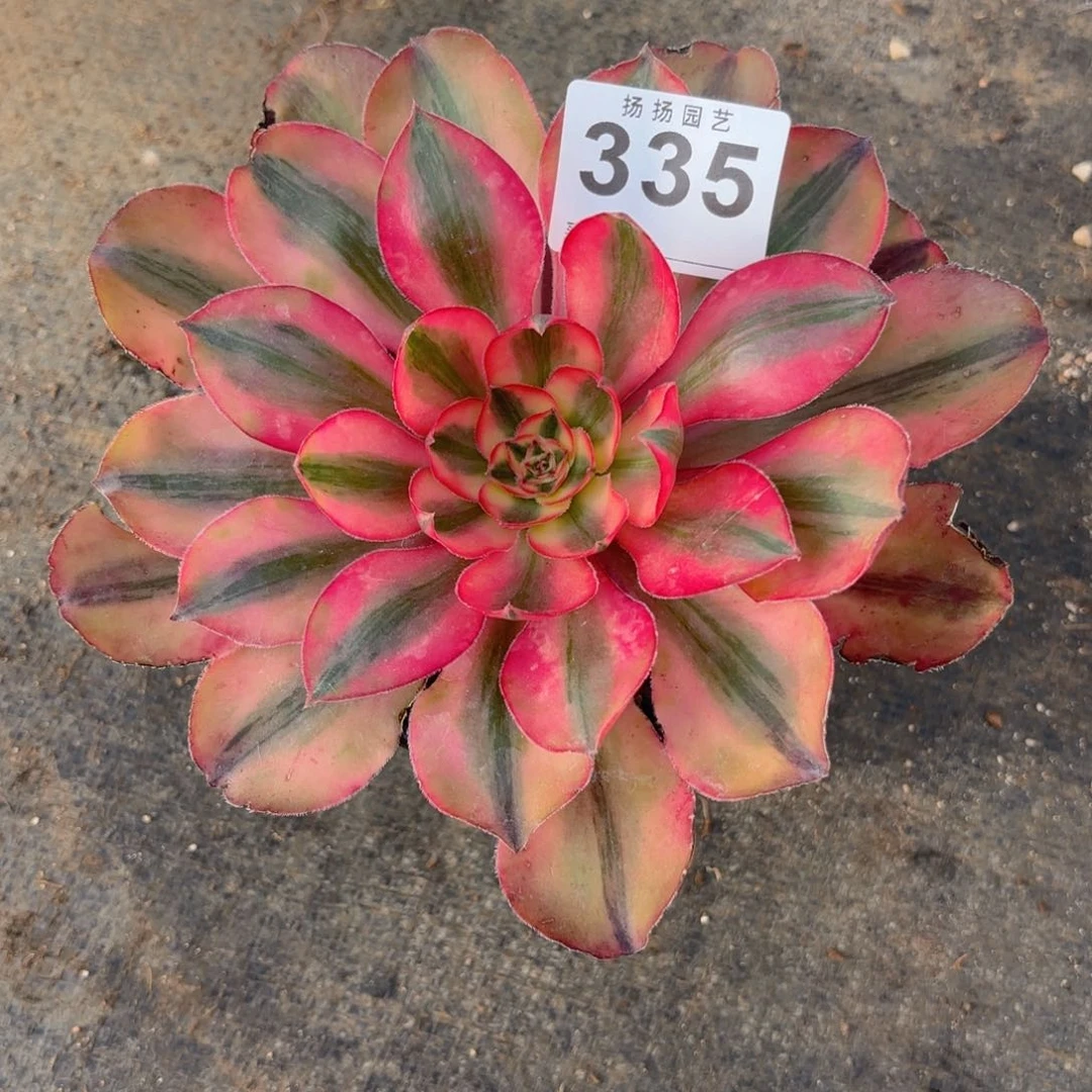 园**田12345  335多肉法师