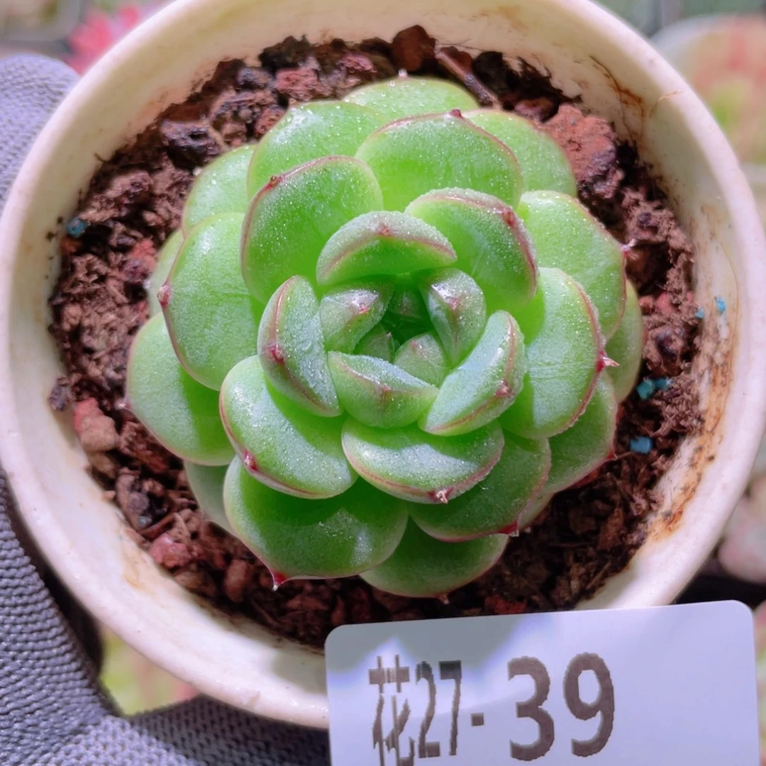 花利美27-39海王