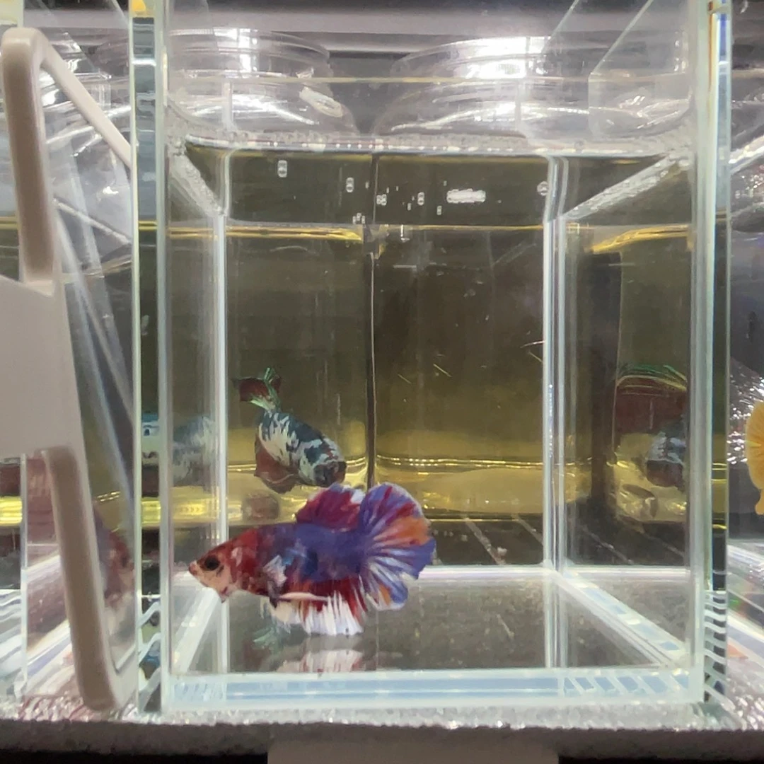 斗鱼12.2 漫画将军 092