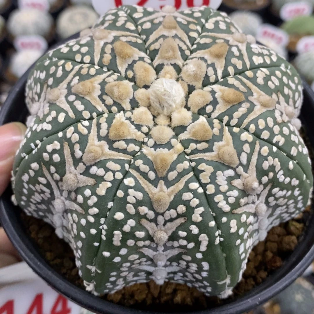 1258海星琉璃超兜v花园