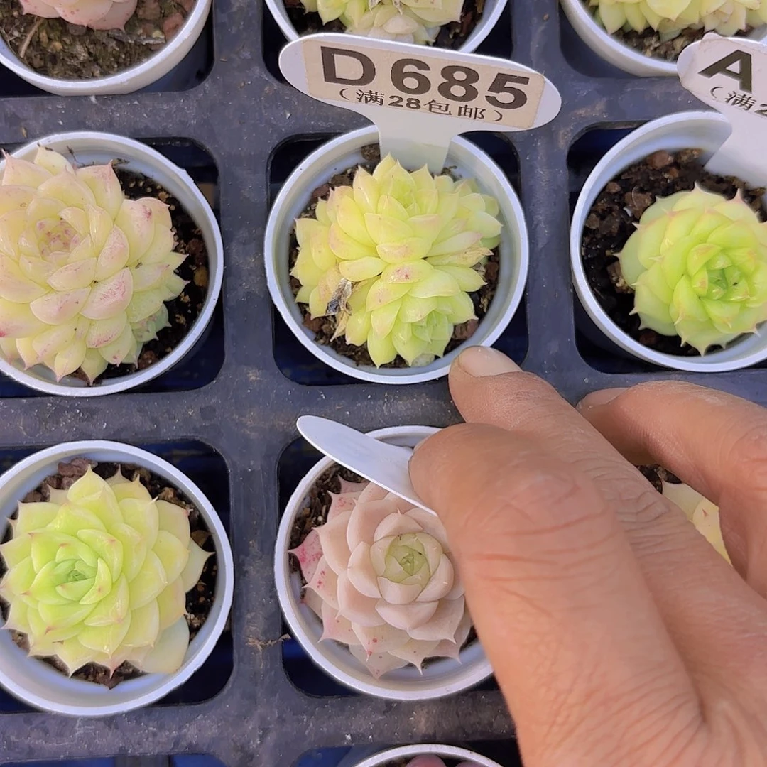 D685麦秆一物一拍