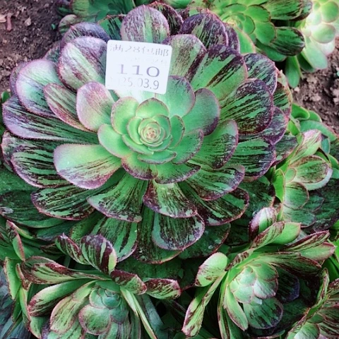 天*?3.9-110黑玫瑰骑士补差价