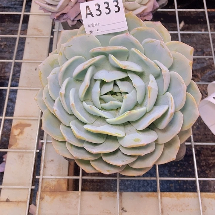 萍***徐333分默默舞台是你自己选