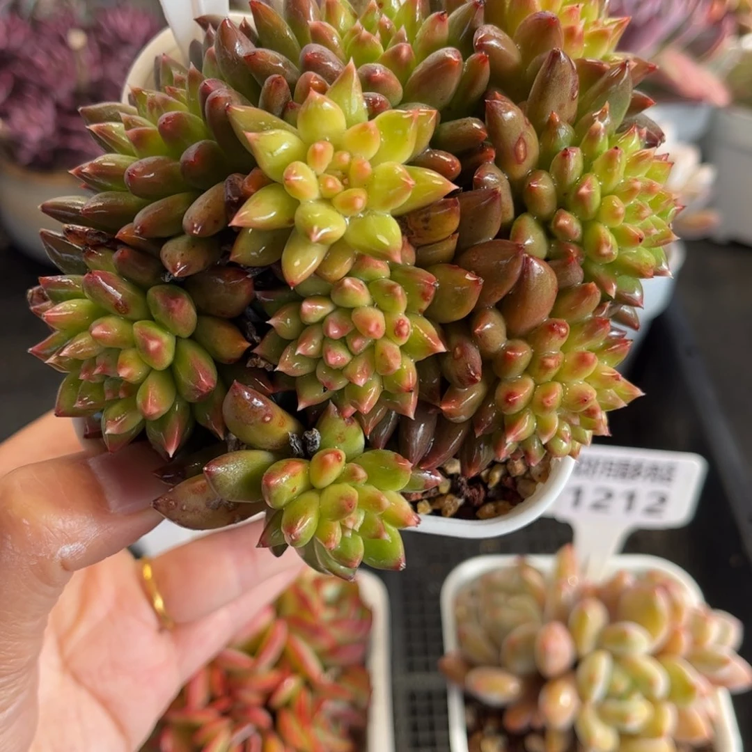 1214 天冷必拍保温箱